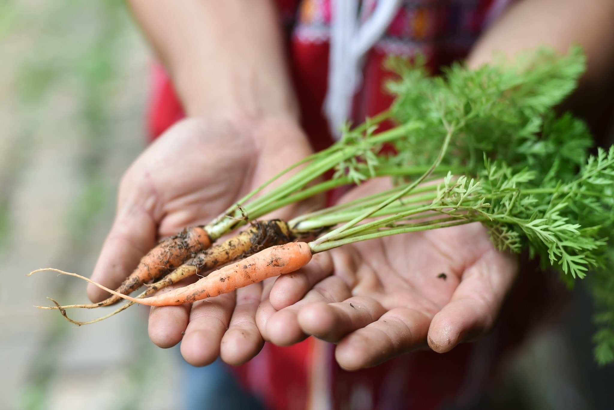 Thai farmers harvesting organic crops